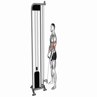 Cable Standing Reverse Grip Curl (Straight bar)