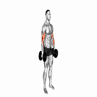 Dumbbell Alternate Biceps Curl