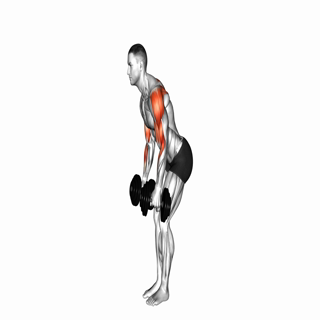Dumbbell Bent Over Reverse Fly to Hammer Curl