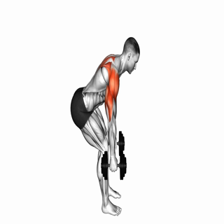 Dumbbell Bent Over Reverse Raise (skier)