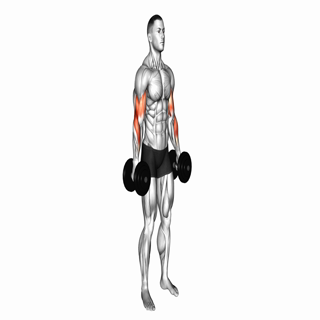 Dumbbell Hammer Curl (version 2)