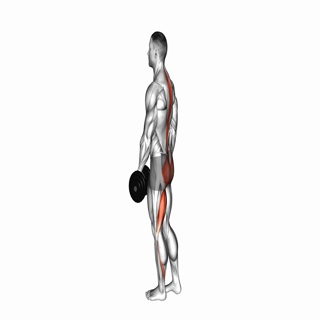 Dumbbell Single Leg Deadlift