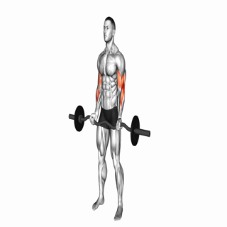 EZ Bar Curl